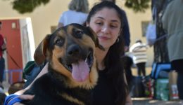 giorti-iiothesias-Αdespoton-15-skilakia-1