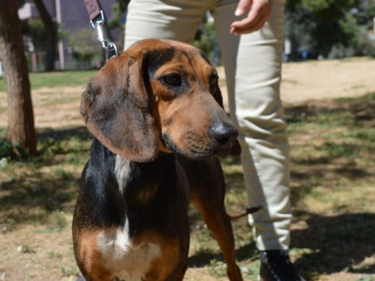Γιορτή Υιοθεσίας Αδέσποτων: 15 σκυλάκια βρήκαν το νέο τους σπίτι