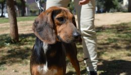 giorti-iiothesias-Αdespoton-15-skilakia-1