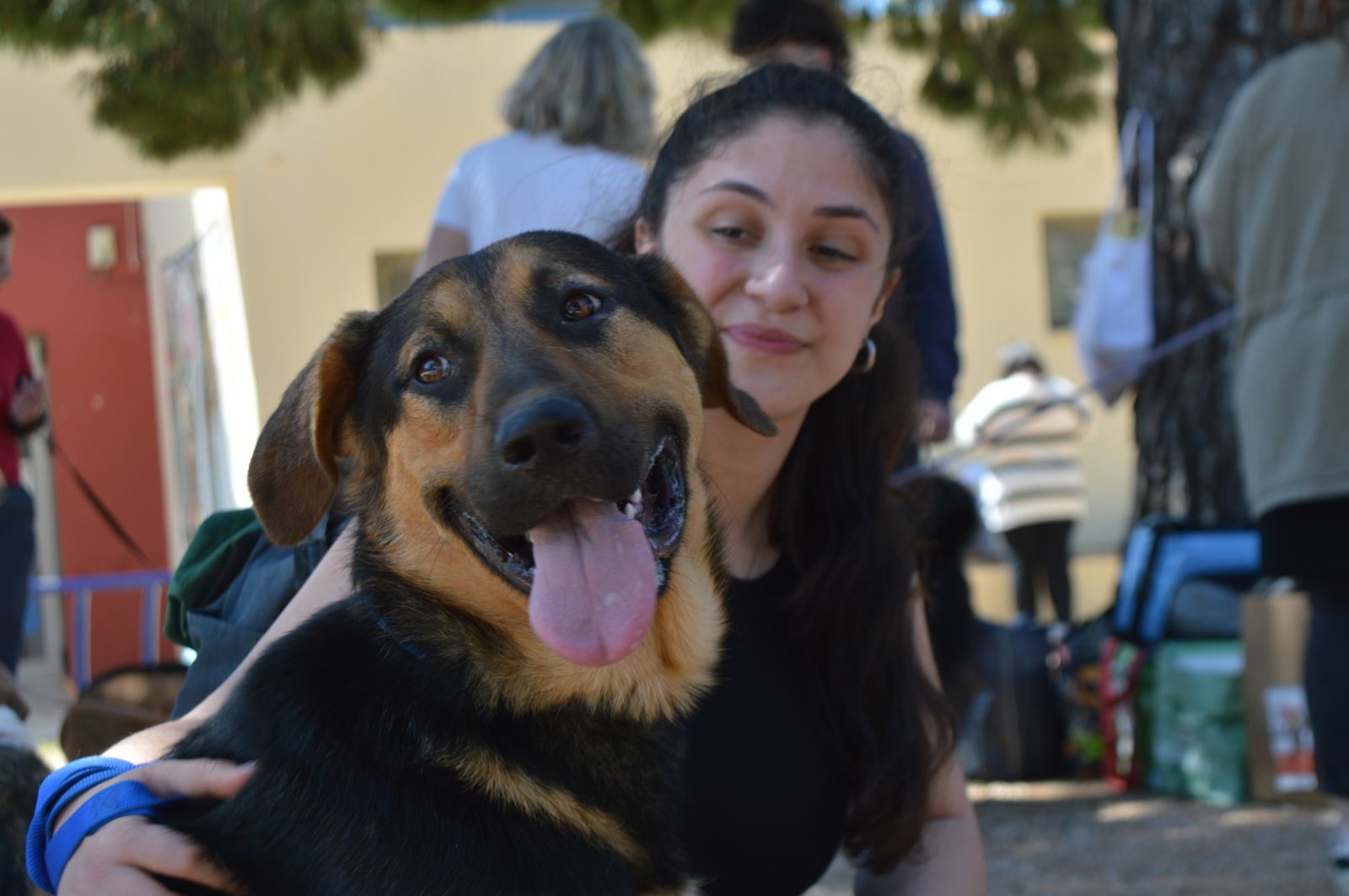 giorti-iiothesias-Αdespoton-15-skilakia-1