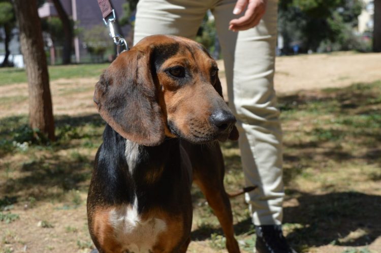 giorti-iiothesias-Αdespoton-15-skilakia-2