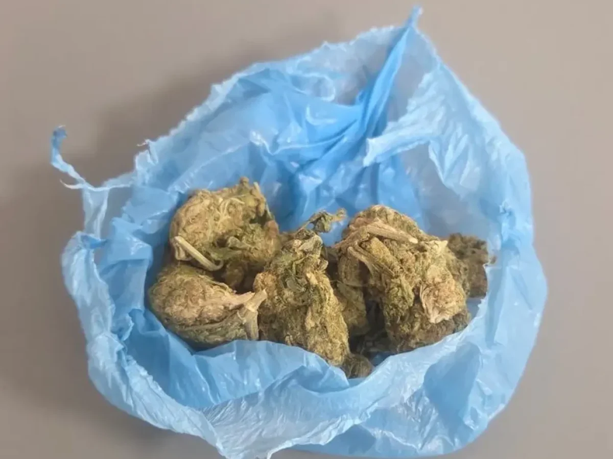 Γρεβενά: Σύλληψη 19χρονου για κατοχή κάνναβης στις 17 Απριλίου