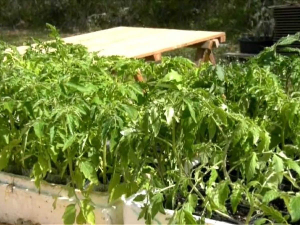 Η 26η γιορτή σπόρων του Πελίτι