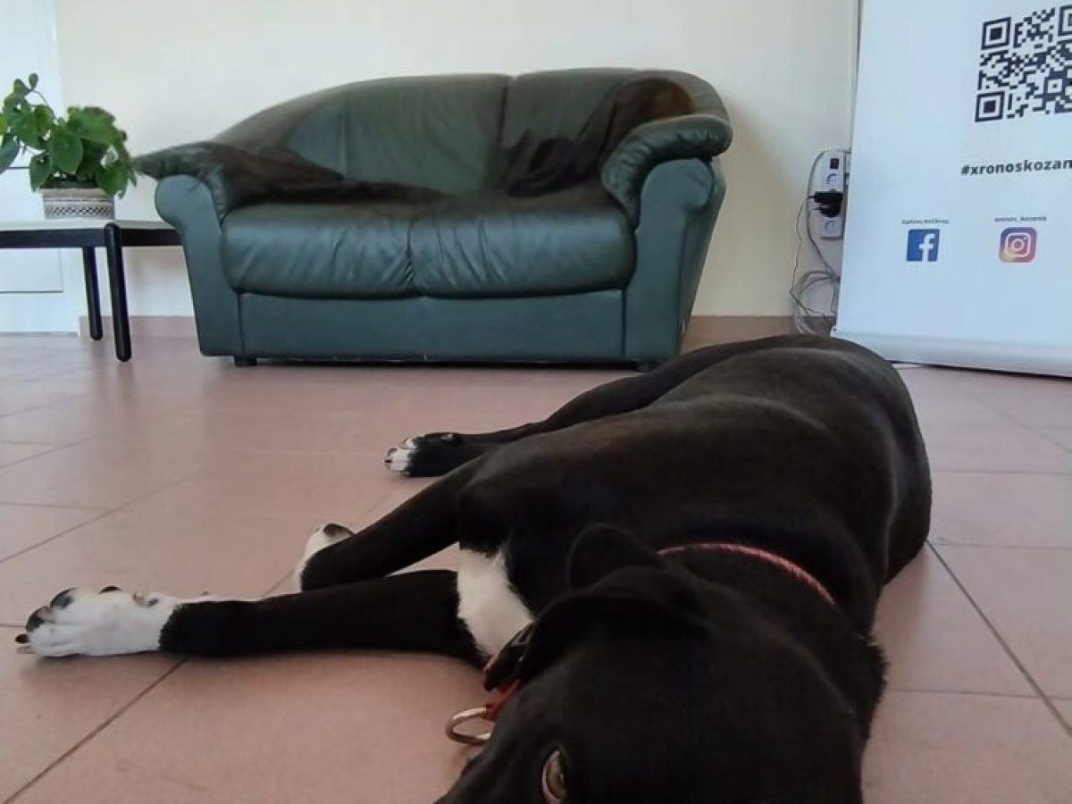 Η Rookie του «Χρόνου» και η καθημερινή μάχη των αδέσποτων