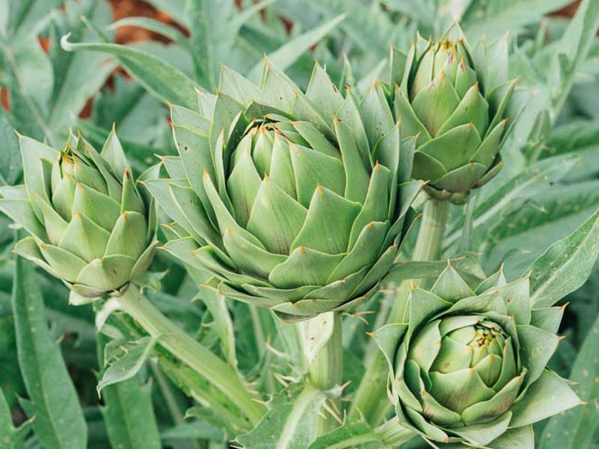 Η «χρυσή» ευκαιρία της αγκινάρας στην Κρήτη – Υψηλή ζήτηση, χαμηλή παραγωγή και μεγάλες προοπτικές