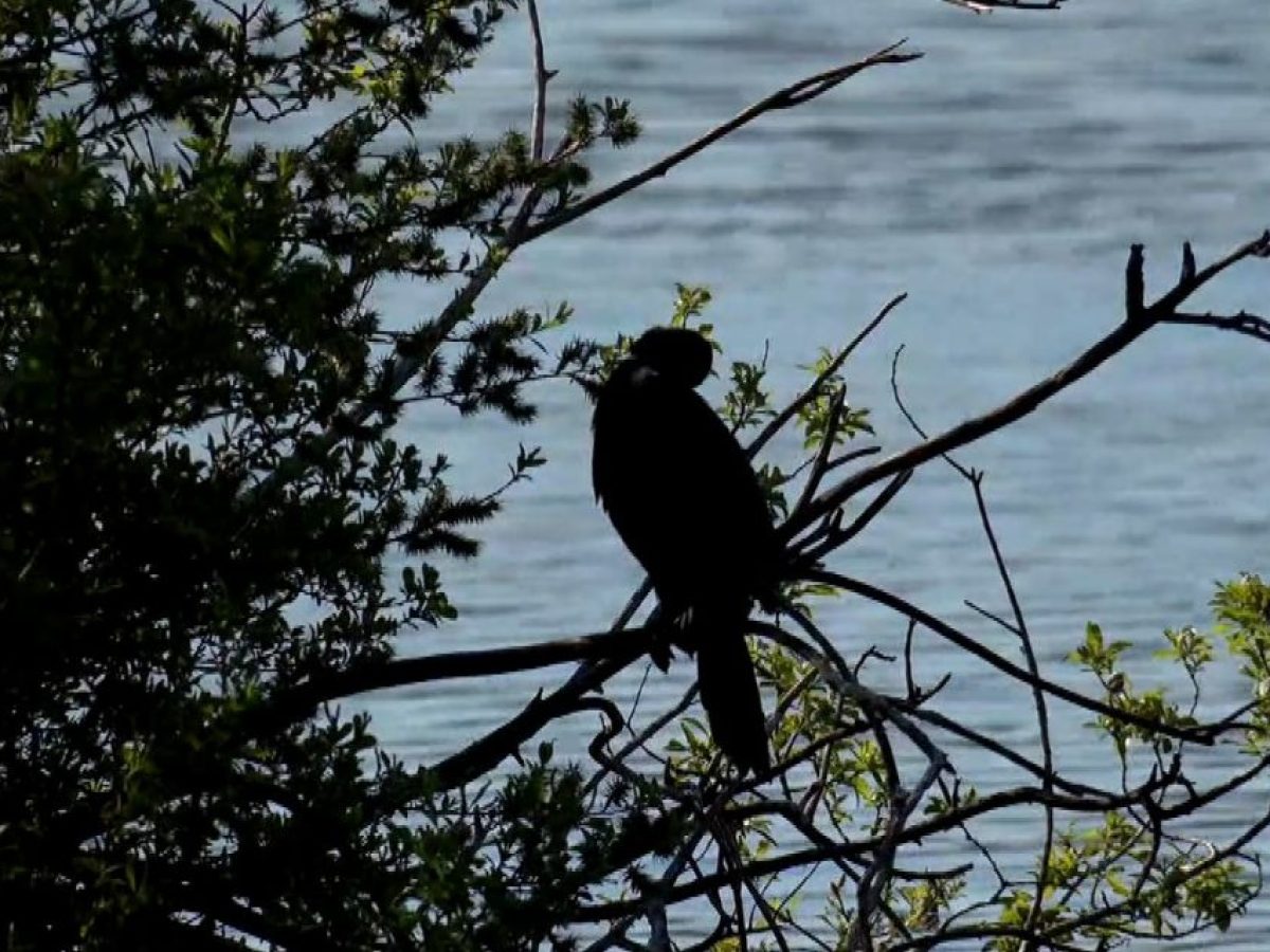 Οι λαγγόνες επέστρεψαν μετά από χρόνια στην Καστοριά