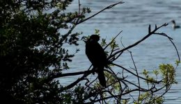 i-langones-epestrepsan-meta-apo