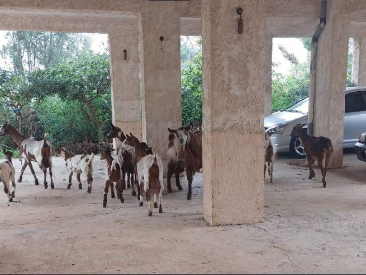 Η περιπέτεια της ημέρας: 12 κατσίκια και ένας τράγος σε πυλωτή στο Ζούμπερι!