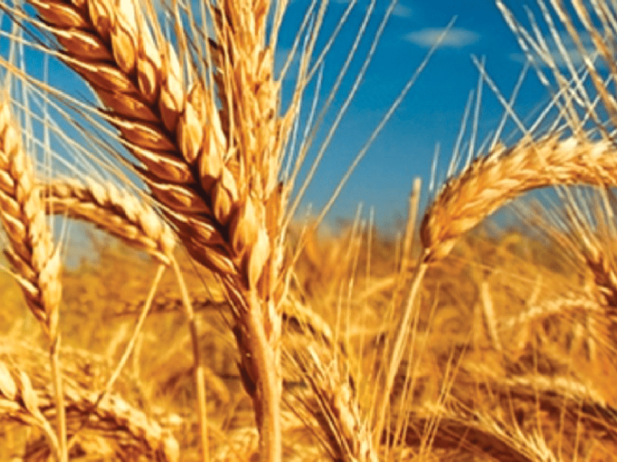 Ικανοποιητική η εικόνα των χειμερινών σιτηρών στη Δράμα