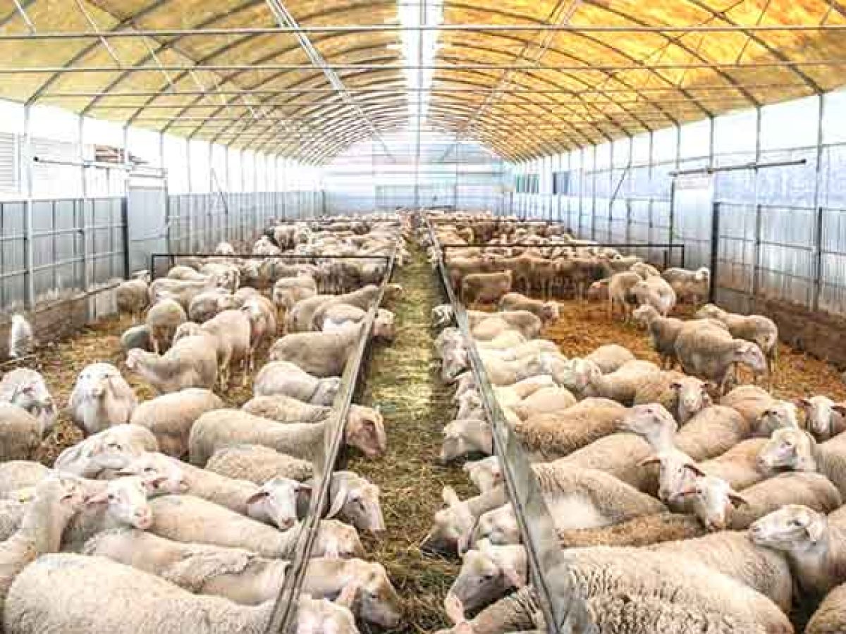 Οικονομική «Ανάσα» 3,9 Εκατ. Ευρώ στους Κτηνοτρόφους της ΑΜΘ – Καταβάλλονται οι Αποζημιώσεις