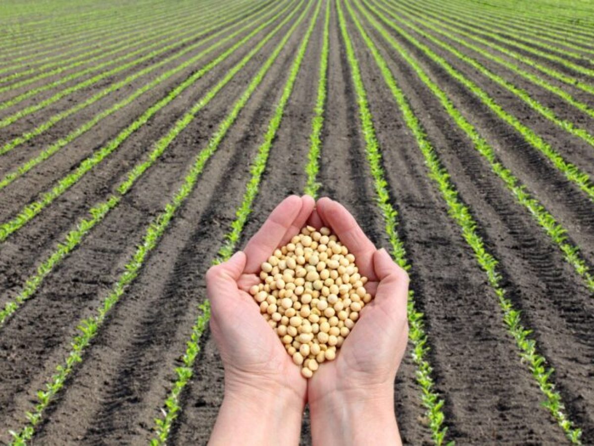 Ημερίδα ενημέρωσης για την καλλιέργεια της Σόγιας στον Ορχομενό