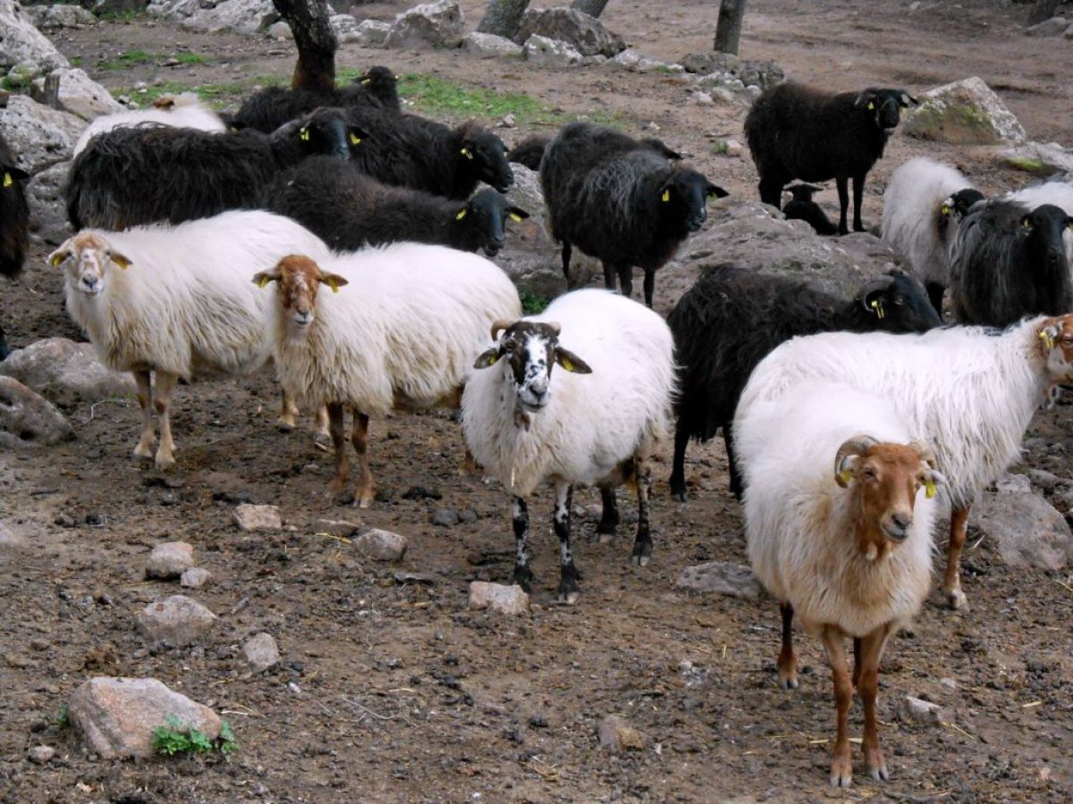 ΥΠΑΑΤ:22,7 εκατ. ευρώ για αποζημιώσεις κτηνοτρόφων λόγω ευλογιάς και αφθώδους πυρετού