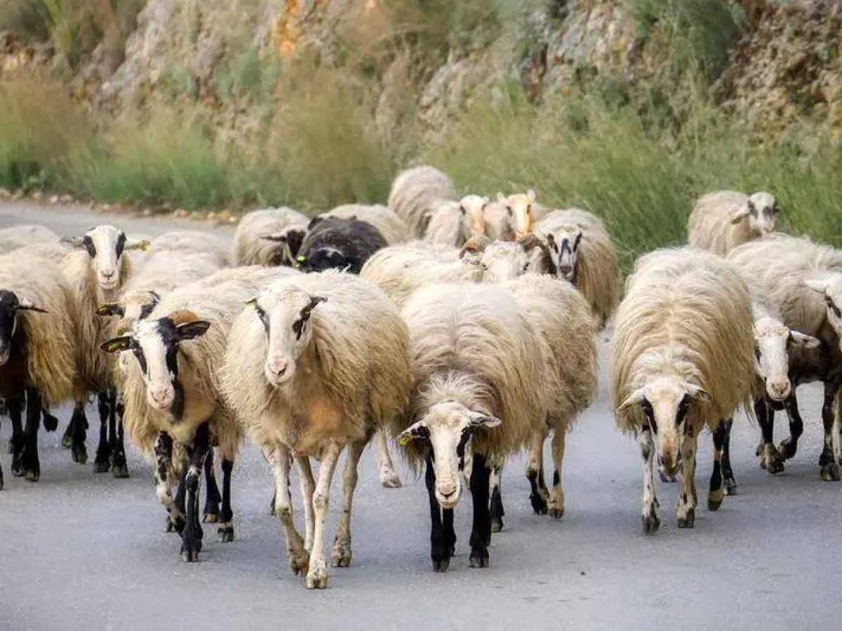 ΗΡΑΚΛΕΙΟ: Συνελήφθη ημεδαπός για ζωοκλοπή