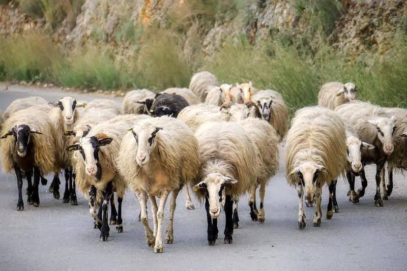 irΑklio-sinelifthi-imedapos-gia-zooklopi