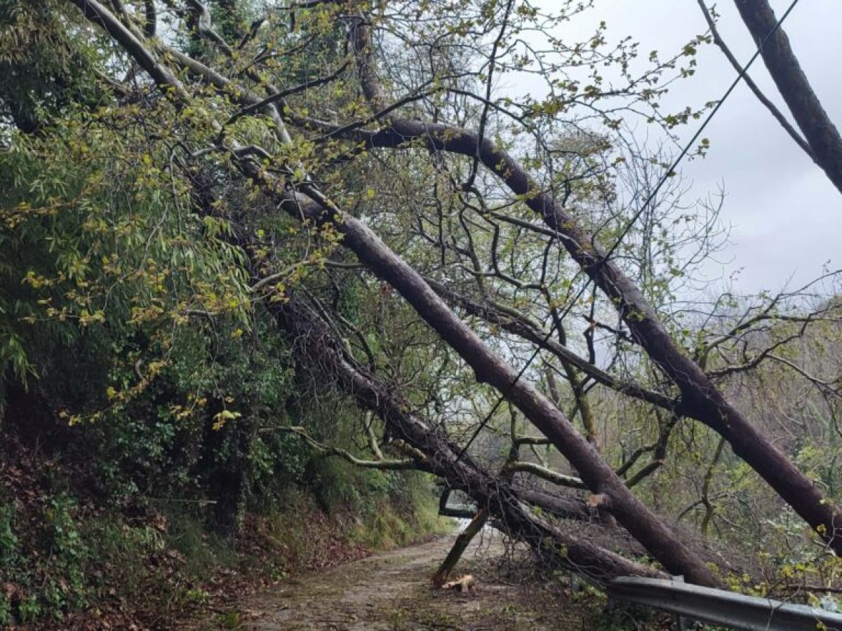 Κακοκαιρία «Erminio»: Η «μανία» των ισχυρών ανέμων ξερίζωσε πλατάνια στο Πήλιο – Κατολισθήσεις και πτώσεις δέντρων στη Σκόπελο