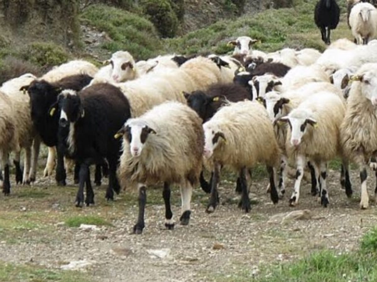 Κανένα νέο κρούσμα ευλογιάς στη Θεσσαλία