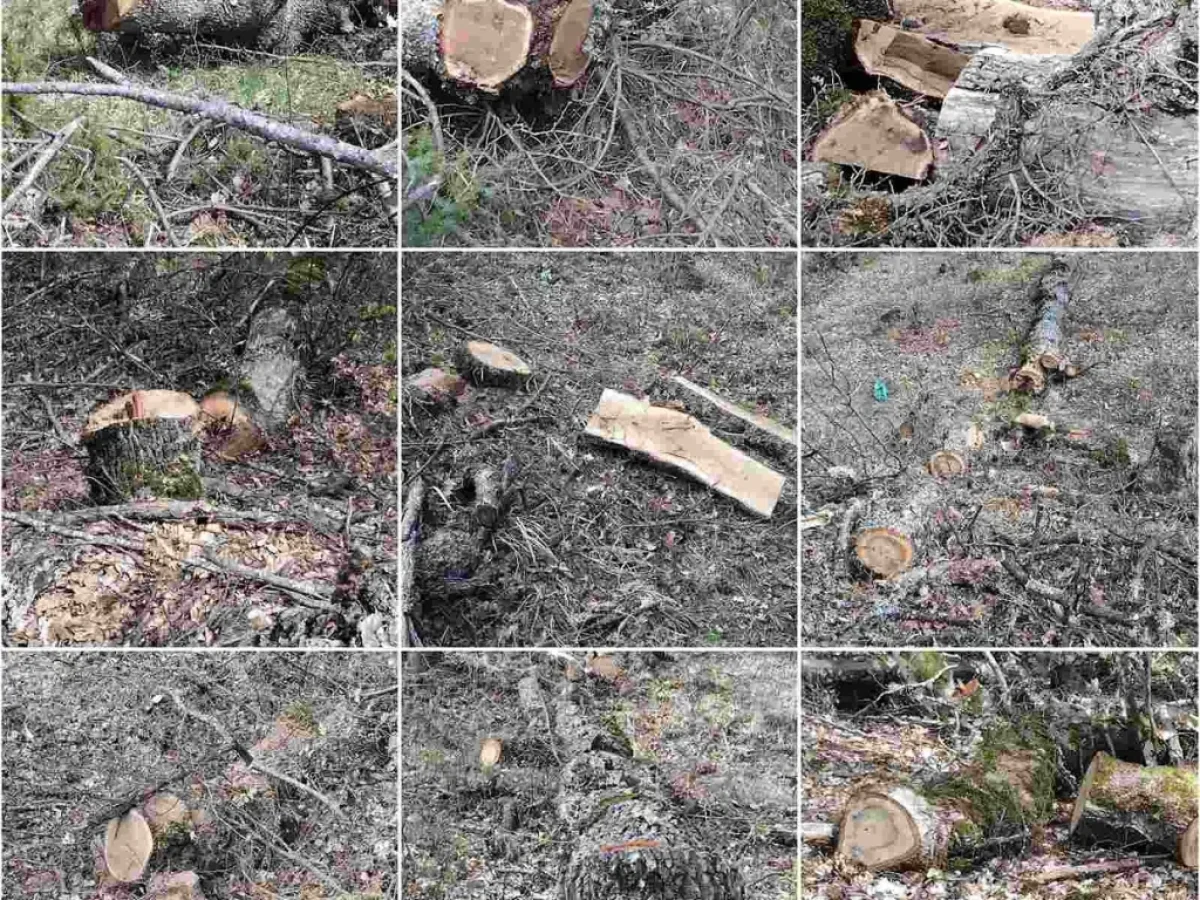 Καστοριά: Συνελήφθη 23χρονος αλλοδαπός για παράβαση της δασικής νομοθεσίας