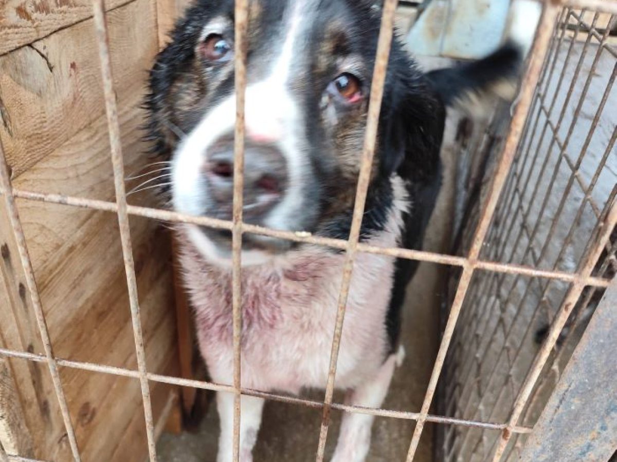 Καταγγελία Πήγασου: Ο δήμος Ραφήνας Πικερμίου αρνείται να αναλάβει αδέσποτα ζώα που αργοπεθαίνουν