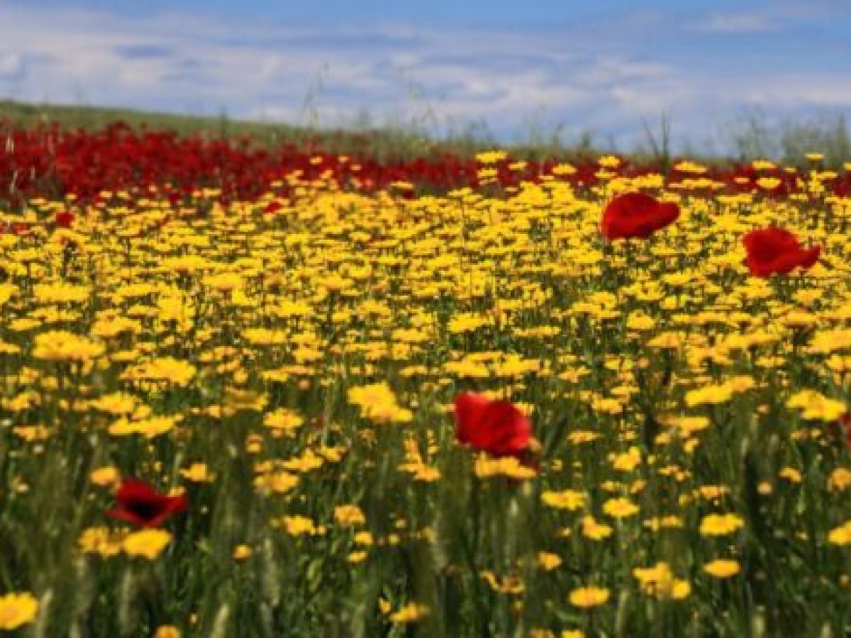 Καιρός: Ευχάριστα νέα για το Πάσχα – Η πρόβλεψη του Σάκη Αρναούτογλου