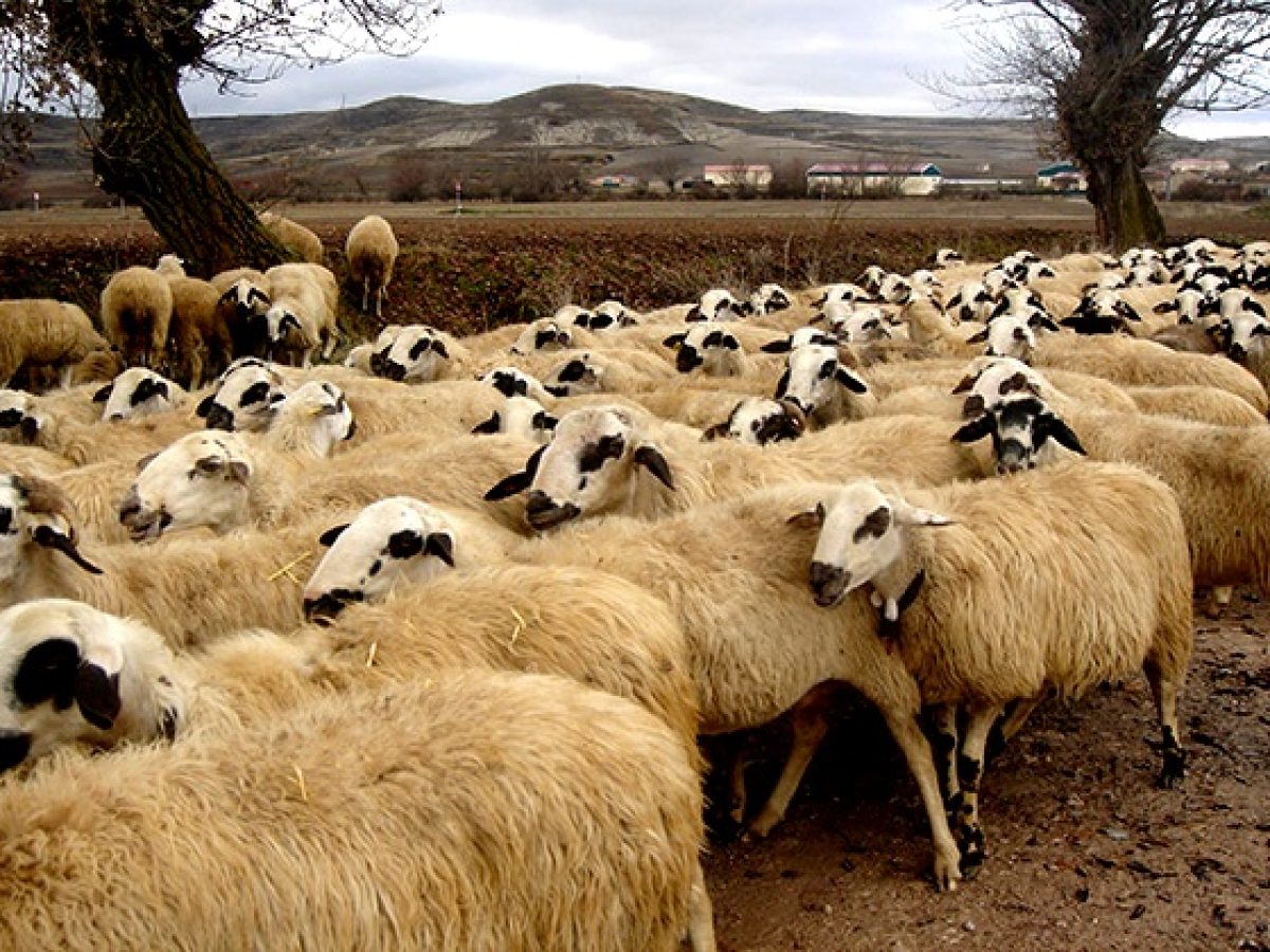 Κίνδυνος ολοκληρωτικής καταστροφής της κτηνοτροφίας,