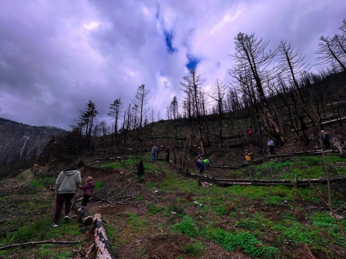Κορινθία: Φύτευσαν χιλιάδες δέντρα στο δάσος της Καστανιάς που κάηκε (video-φώτο)