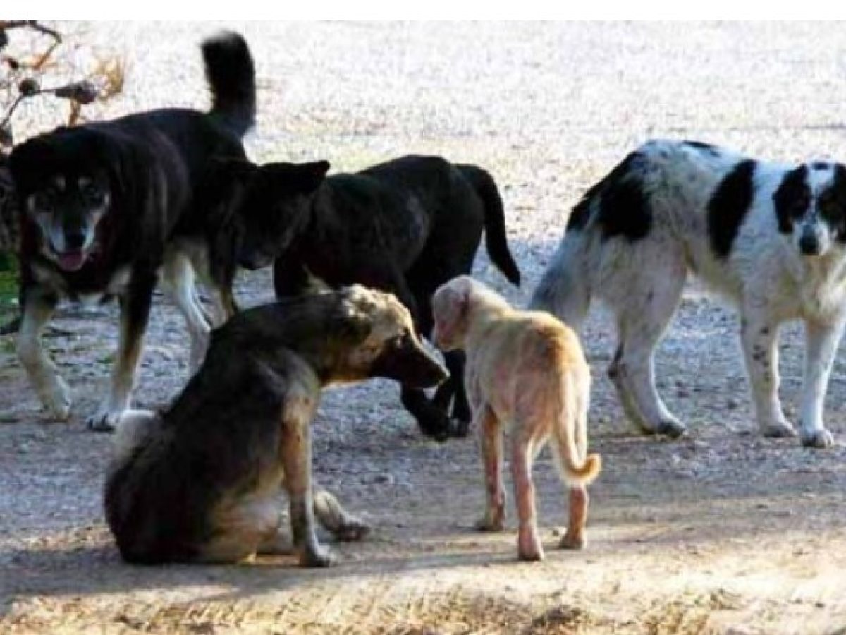 Κως: Συνελήφθη 40χρονος για κακομεταχείριση ζώων