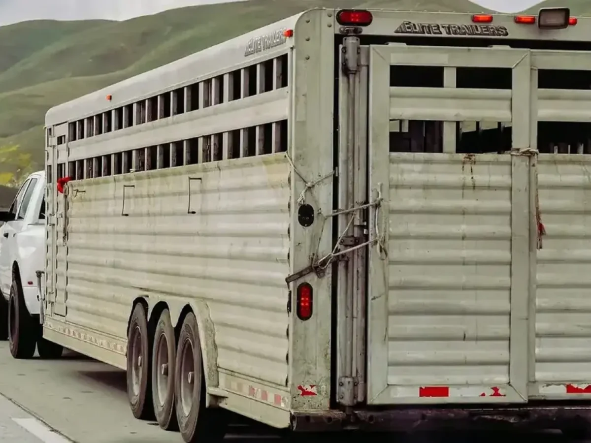 Κοζάνη: Δέρματα προβάτων στον Άγιο Ελευθέριο – Τι έδειξε ο κτηνιατρικός έλεγχος