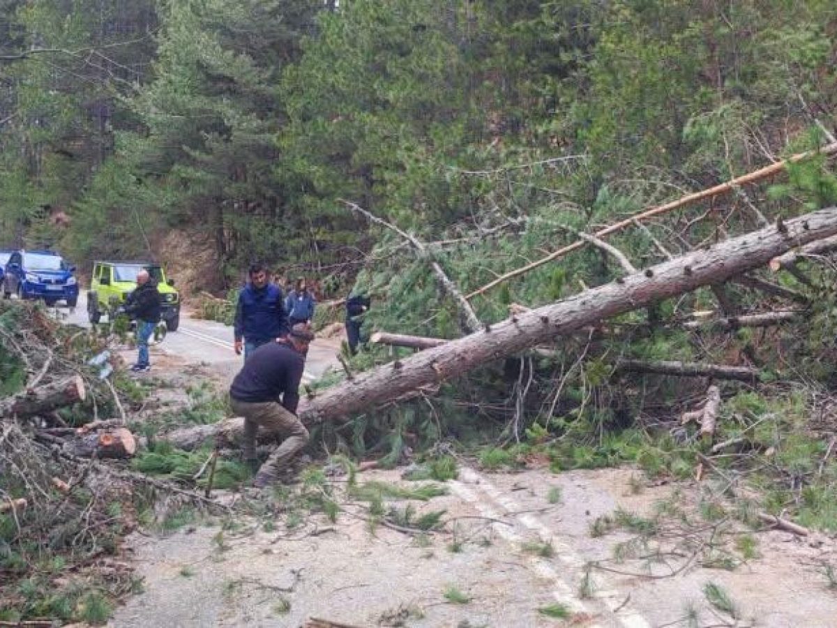 Κοζάνη: Πτώση δέντρων πριν τα «Λιβάδια» στο Καταφύγιο Βελβεντού – Άμεση αποκατάσταση της κυκλοφορίας