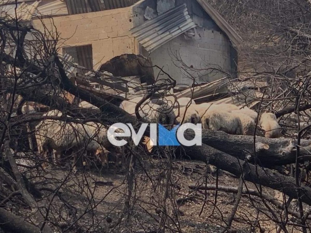 Κραυγή αγωνίας για την Κτηνοτροφία σε Εύβοια και Σκύρο – «Ο Πρωτογενής Τομέας «Σβήνει»