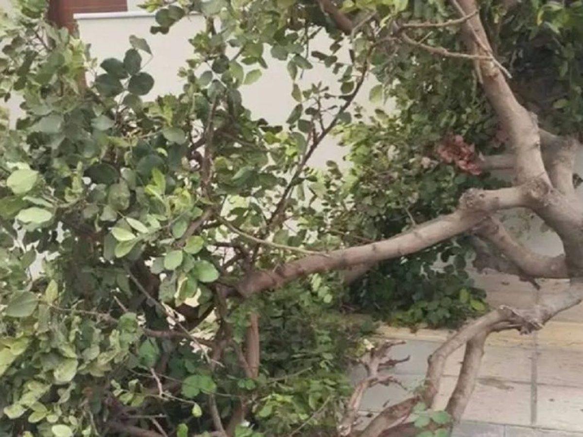 Κρήτη: Ισχυροί άνεμοι έριξαν δέντρα στη Μεσαρά και παρέσυραν αυτοκίνητο – Λασποβροχές σήμερα στο νησί