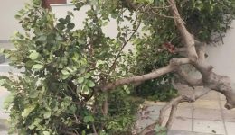 kriti-ischiri-anemi-erixan-dentra-1