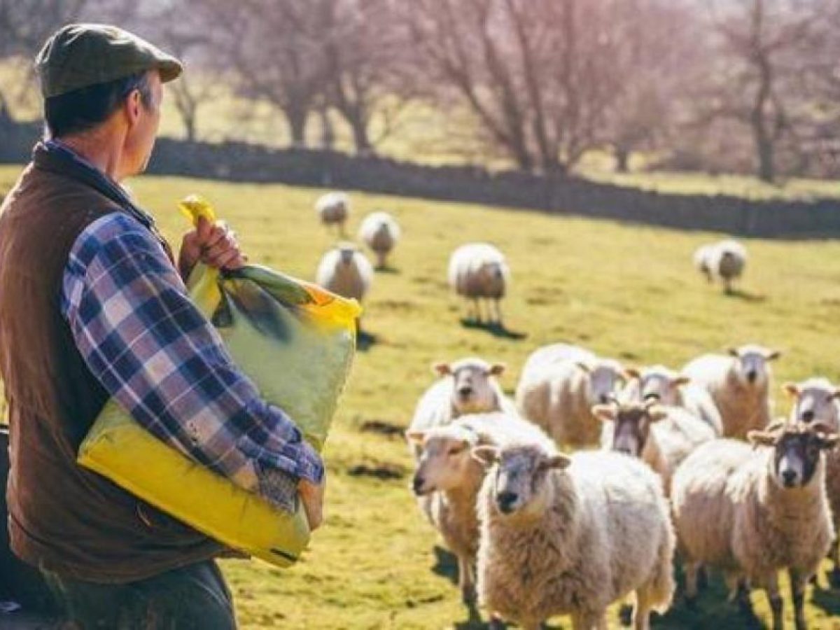 ΚΡΗΤΗ: Παρατείνονται τα προληπτικά μέτρα για την ευλογιά των αιγοπροβάτων