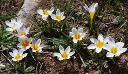 kriti-polounte-sto-diadiktio-choris-1