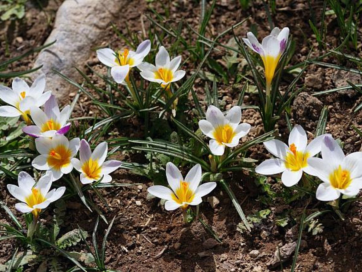 Κρήτη: Πωλούνται στο διαδίκτυο χωρίς άδεια τα ενδημικά φυτά του νησιού