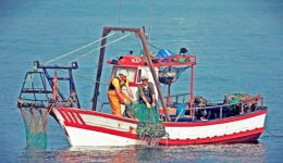 kriti-svini-i-aliia-–