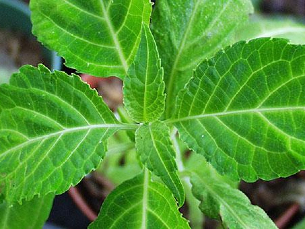 Λαμία: Τον έπιασαν με ψυχοτρόπα φυτά εμποτισμένα με ναρκωτικές ουσίες