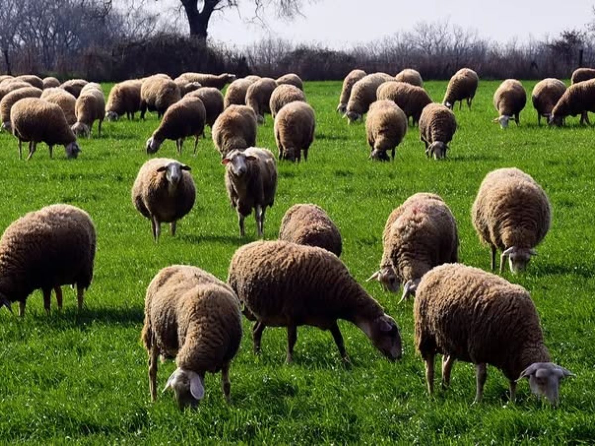 Λέσβος:Κτηνοτρόφος έβγαλε τα αιγοπρόβατα του για βόσκηση και συνελήφθη