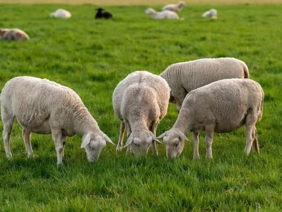 Λέσβος:Μέτρα για τους κτηνοτρόφους ζητά το Περιφερειακό Συμβούλιο