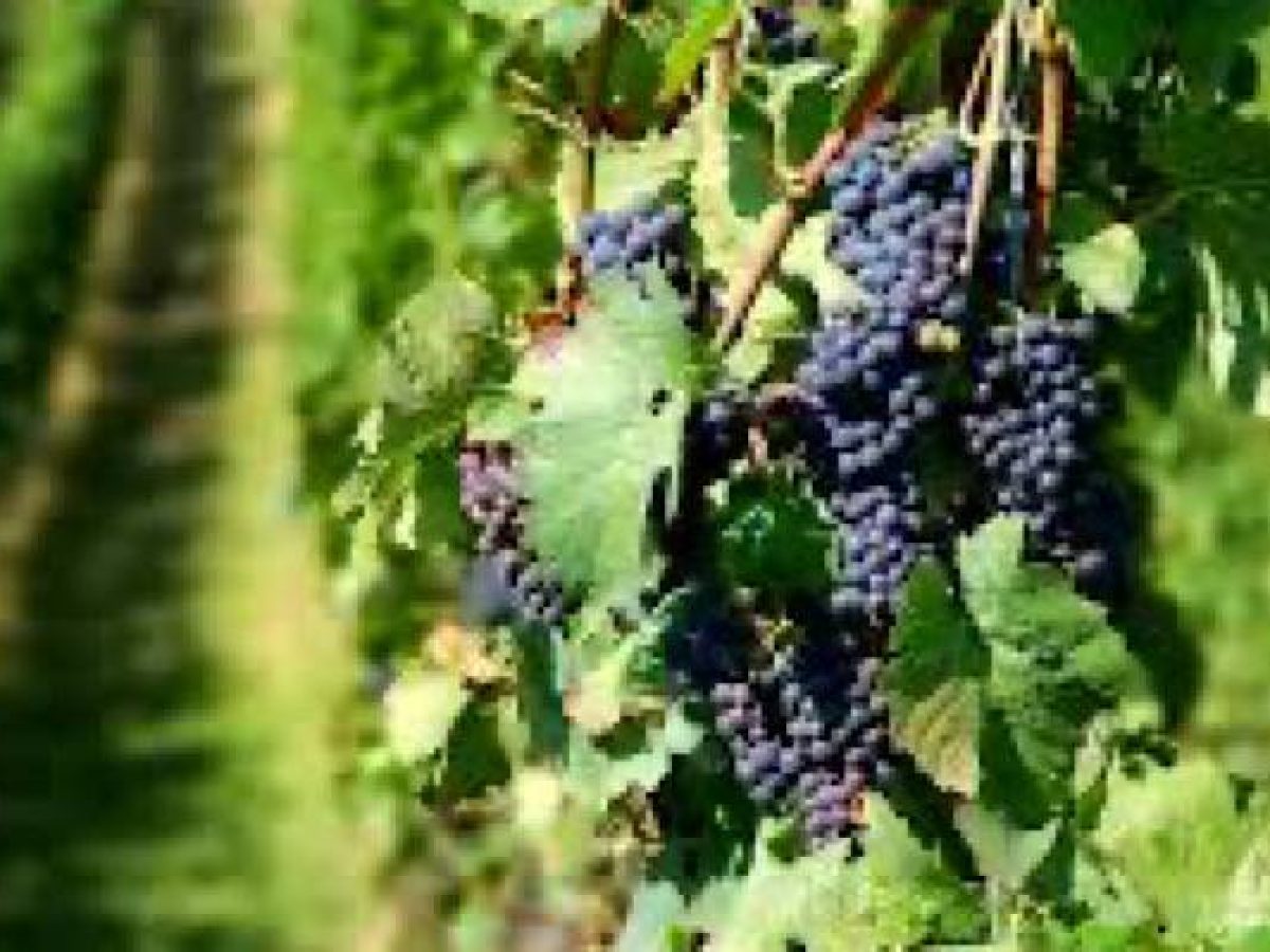 Λήμνος: Σε φάση αυξημένης προστασίας τα αμπέλια | Οδηγίες της Περιφέρειας για την περίοδο της έκπτυξης