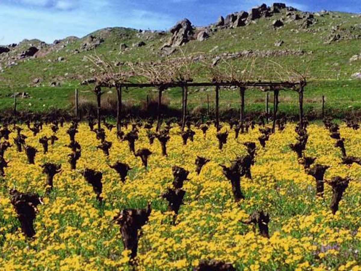 Λήμνος: Στον «αέρα» επιδοτήσεις εκατοντάδων χιλιάδων ευρώ για αμπελουργούς και αγρότες | Ακινητοποιημένοι οι έλεγχοι γεωπόνων λόγω οδοιπορικών