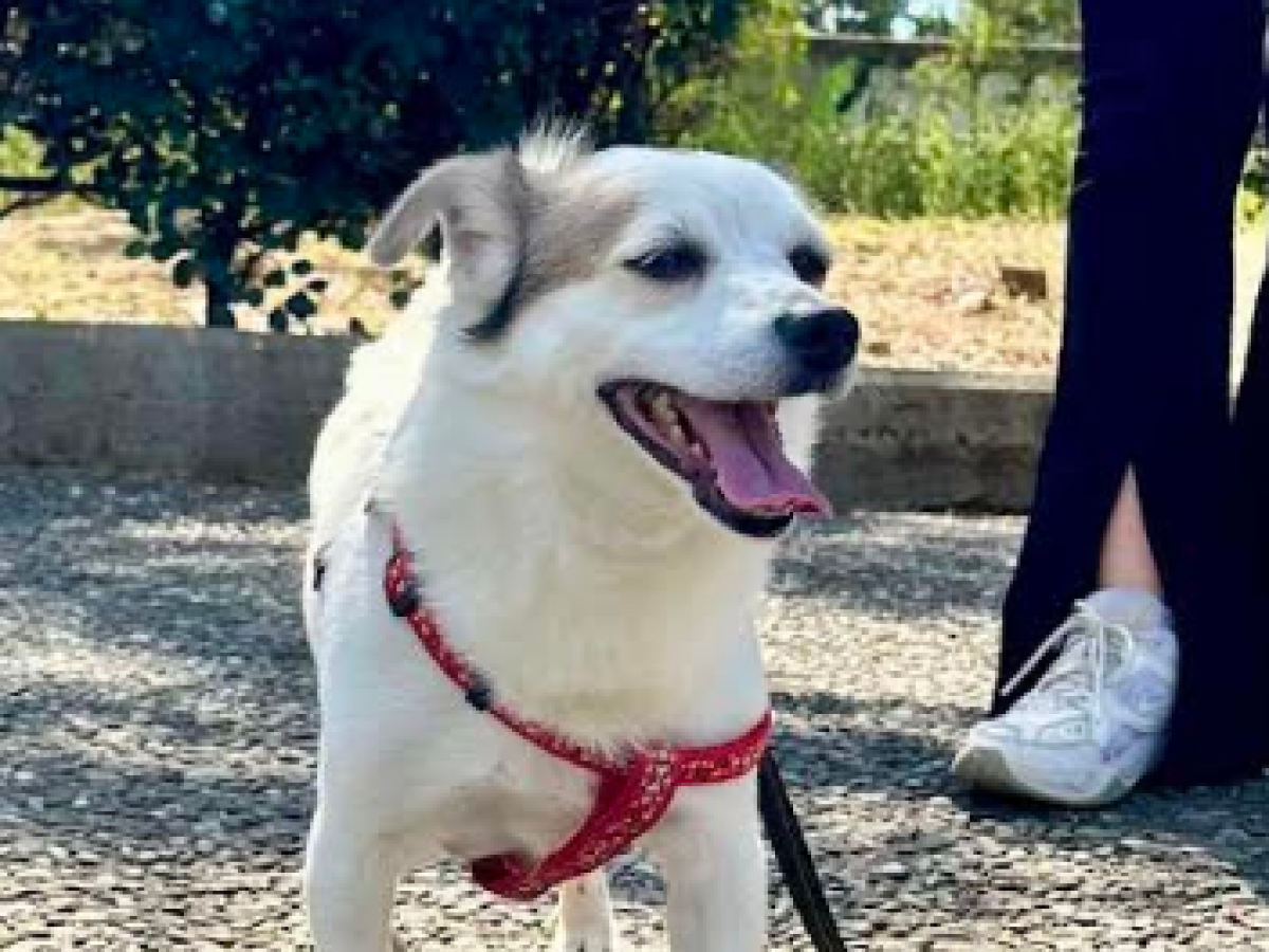 Λουτρό Αμφιλοχίας: Aναζητείται σκύλος – Δίνεται αμοιβή