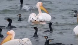 mageftiki-i-frouri-tis-limnis