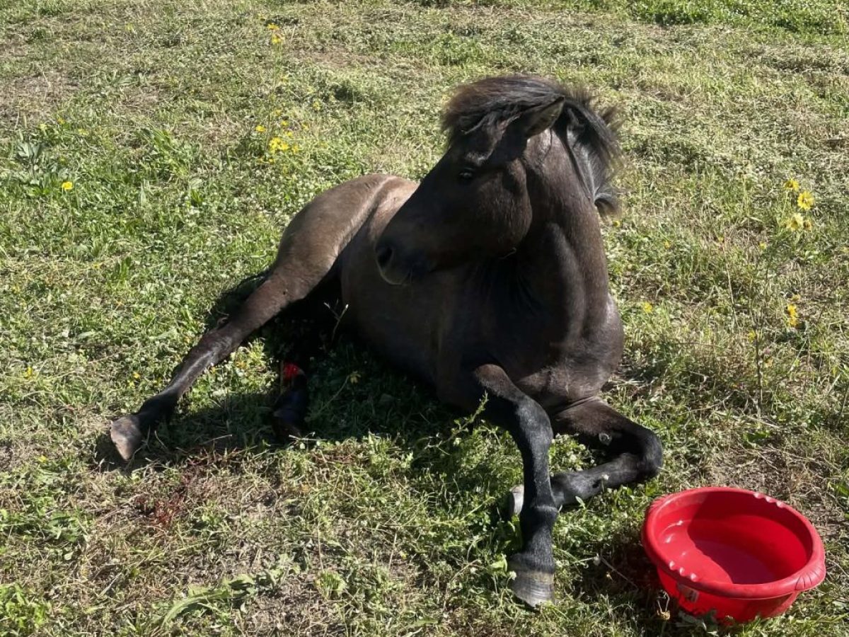 Μαυράτα: Άλογο πυροβολημένο, έκκληση για άμεση βοήθεια -Σκληρές εικόνες