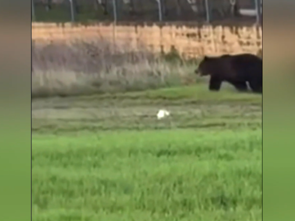 Μεγάλη ανησυχία από την εμφάνιση αρκούδων σε οικισμούς του νομού Κοζάνης