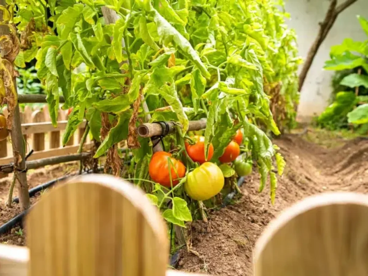 Μεγαλύτερες και πολύ πιο νόστιμες ντομάτες: Απλώς προσθέστε 3 κουταλιές της σούπας από αυτό το προϊόν στο νερό