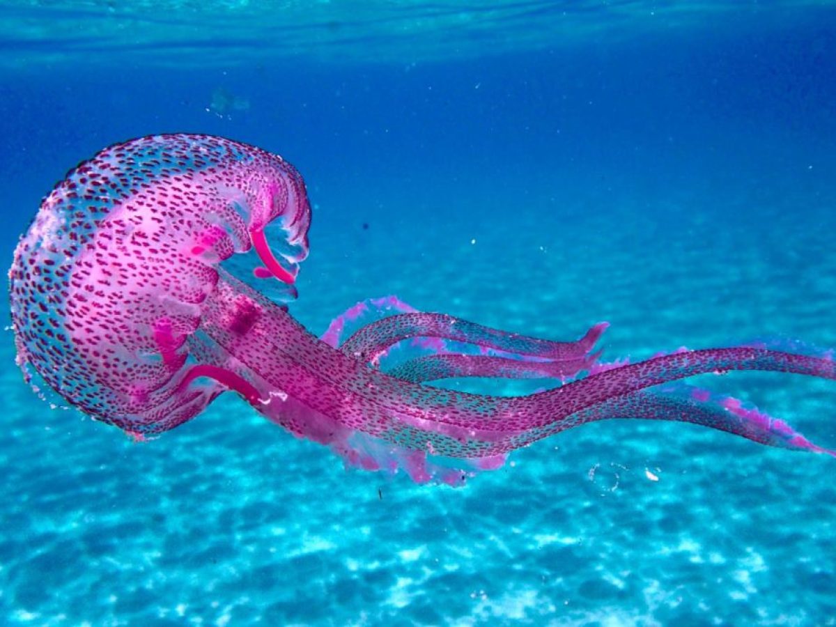 Μέτρα για τις μέδουσες στην Εύβοια: Βάζουν πλωτό σύστημα προστασίας