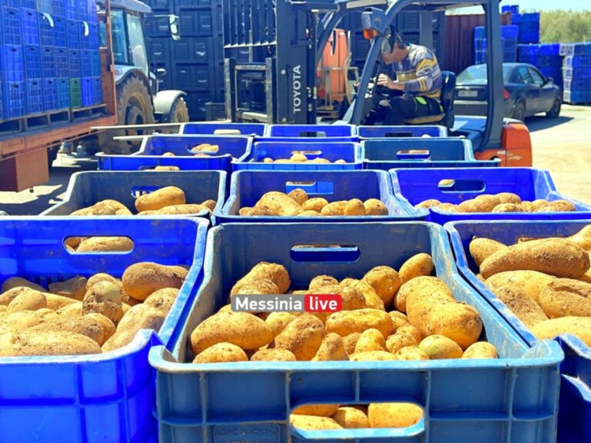 Μειωμένη φέτος η παραγωγή της ανοιξιάτικης μεσσηνιακής πατάτας-Προβληματισμός για το μέλλον της καλλιέργειας