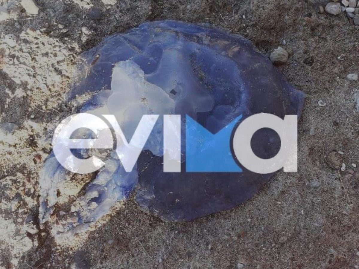 Μωβ μέδουσες στον Ευβοϊκό Κόλπο: Τι λέει ειδικός στο evima.gr