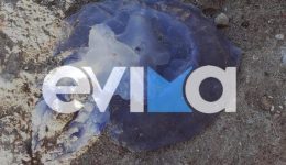 mov-medouses-ston-evvoiko-kolpo