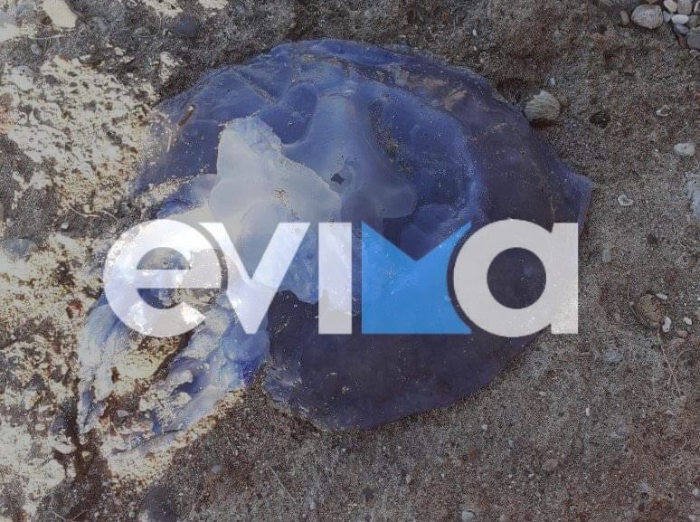 mov-medouses-ston-evvoiko-kolpo